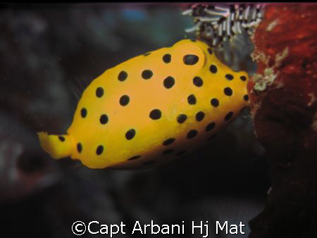 Yellow Boxfish feeding, taken at Mabul Island by Capt Arbani Hj Mat 