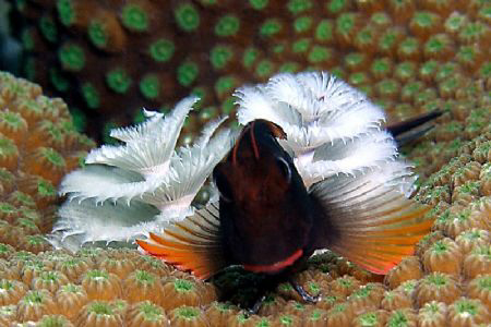 Red-lipped Blenny and Christmas tree worms. I saw this li... by John M Akar 