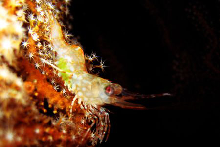 Shrimp - night dive at beng's corner, samal island. canon... by Carlos Munda 