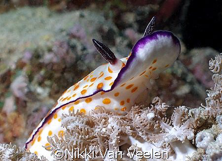 Nudi taken at Quays dive site, Ras Mohamed with Olympus C60. by Nikki Van Veelen 