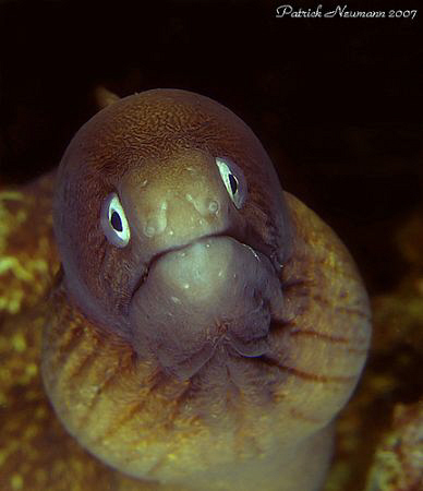 whiteeyed Muray Portrait taken at Koh doc Mai/Thailand wi... by Patrick Neumann 