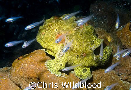 Catching flies! by Chris Wildblood 