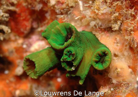 Vivid colour at Sodwana Bay by Louwrens De Lange 