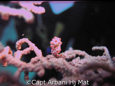 Pigmy Sea Horse at Mabul taken with Canon PS A80 by Capt Arbani Hj Mat 