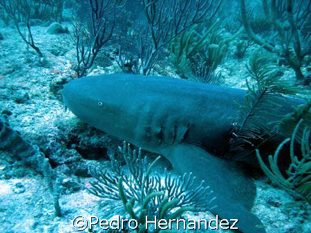 Nurse Shark,Icacos fajardo,Puerto Rico by Pedro Hernandez 