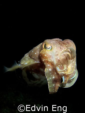 The Magician! Taken In Anilao With Canon S80. by Edvin Eng 