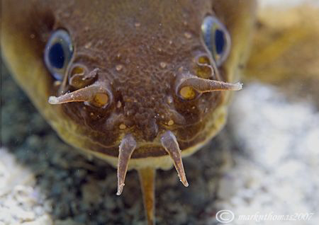 Five-bearded rockling.
Aughrusmore Pier, Connemara.
D20... by Mark Thomas 