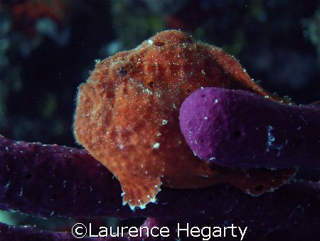 it took alot of shots with a point and shoot to finally g... by Laurence Hegarty 