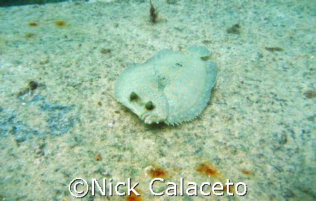 Pedernales Reef, Canon SD600 by Nick Calaceto 
