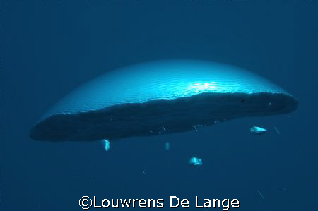 Playing around on safety stop by Louwrens De Lange 