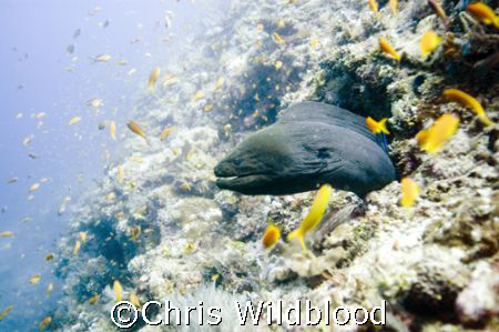 Who shall I have for breakfast.... by Chris Wildblood 