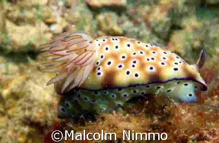 Nudi -  photo taken off the west coast of Tioman; D70s; 6... by Malcolm Nimmo 