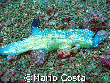 Nudibranch in Praia da Rocha - Algarve by Mario Costa 