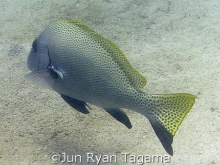 "Nice Spots" Olympus c-760 with PT-022 casing by Jun Ryan Tagama 