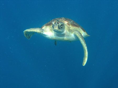 "Face to face",Similan Islands by Rami Oved 