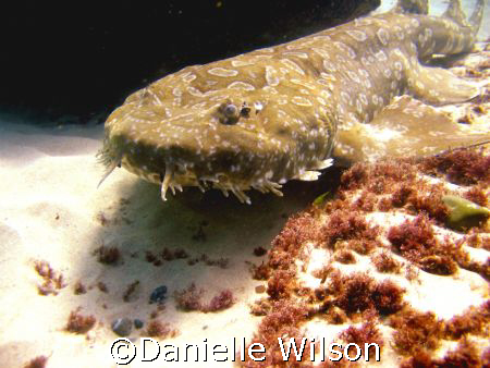 Wobbegong Shark, Snapper Point, Australia by Danielle Wilson 