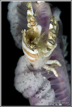 Banded porcelain crab feeding inthe current D200/105 by Yves Antoniazzo 