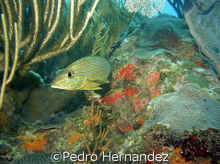 Bluestriped Grunt,Humacao, Puerto Rico by Pedro Hernandez 