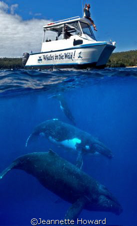 Whales in the Wild! by Jeannette Howard 