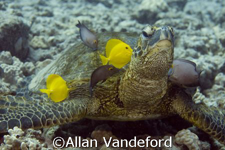 Turtle  cleaning station at Turtle Pinnacle Divesite near... by Allan Vandeford 