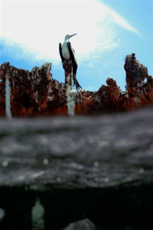 Frigate Bird on the rusty remnants of the Wreck of the Ri... by Neil Van Niekerk 