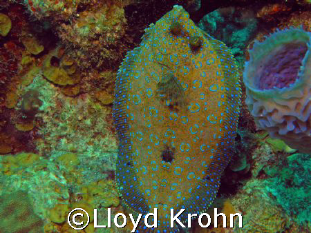peacock flownder trying to blend in. isle of st.kitts by Lloyd Krohn 