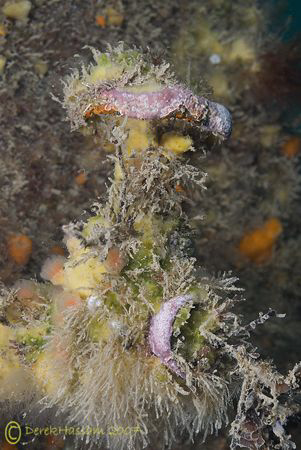 Encrusted vavle. Trefor pier. D200, 60mm. by Derek Haslam 