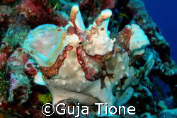 frog fish @ wakatobi by Guja Tione 