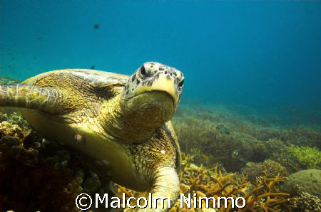 Tutle - taken  from  Rengiss on  Tioman Iisland , Malayas... by Malcolm Nimmo 