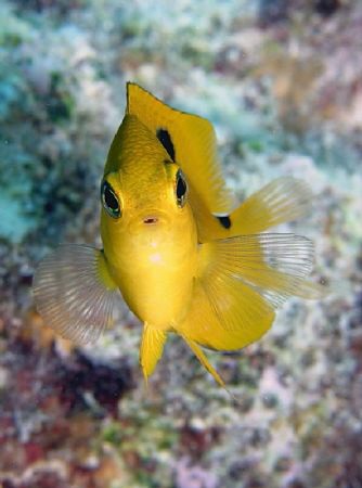 Yellow Damsel - I've always thought this fish to be reall... by John M Akar 