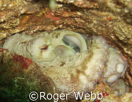 Wedged! by Roger Webb 