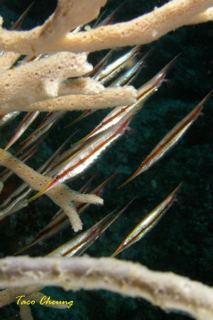 Shrimpfish at Moalboal with my Olympus C 7070 by Taco Cheung 