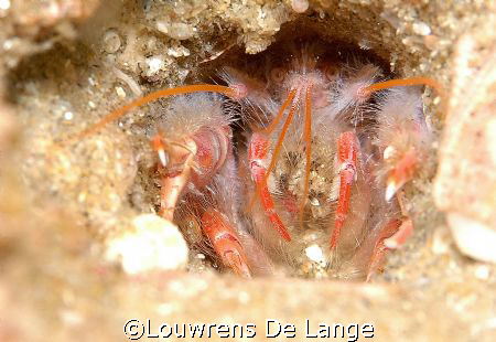 Hidey hole by Louwrens De Lange 