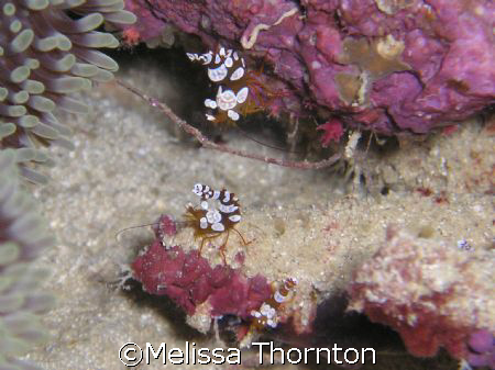 Juvenile High Tailed Shrimp, Coral Gardens on the SS Pres... by Melissa Thornton 