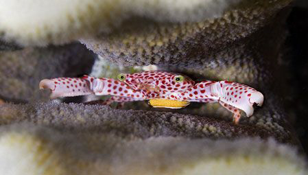 Protective little crab -- see the eggs??  He sure was scu... by Larissa Roorda 