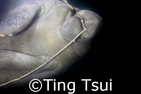 Not sure what's wrong with this manatee. He started to ch... by Ting Tsui 