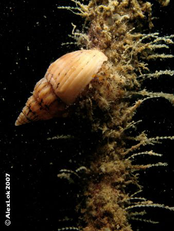 Hermit crab is climbing. by Alex Lok 