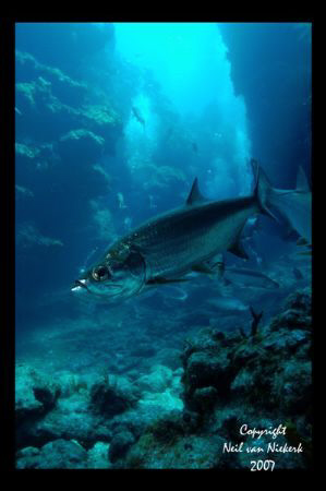 Tarpon and divers in canyon ways at Chub Hole, 
Grand Ca... by Neil Van Niekerk 