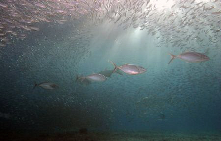 Jacks in a hunting line cruising through bait ball! by John M Akar 