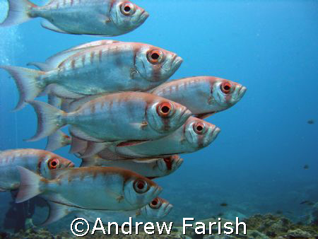 Sodwana, Natal Kwa-Zulu, South Africa by Andrew Farish 
