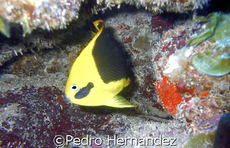 Rock Beauty With a Isopod,Humacao, Puerto Rico by Pedro Hernandez 