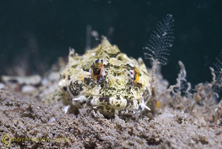 Long spined scorpion fish. North Wales. D200, 60mm. by Derek Haslam 