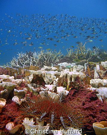 Acanthaster chowing down on some foliose coral by Christine Huffard 