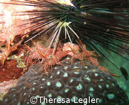 Cleaner shrimps near Koh Lipe. by Theresa Legler 