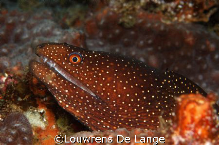 Guineafowl moray (Gymnothorax meleagris) by Louwrens De Lange 