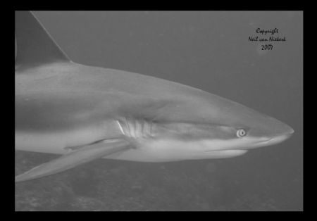 ...got any spare change ? .....
Caribbean Reef Shark, Th... by Neil Van Niekerk 