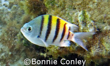Sergeant Major seen while snorkeling in the King's Bath a... by Bonnie Conley 