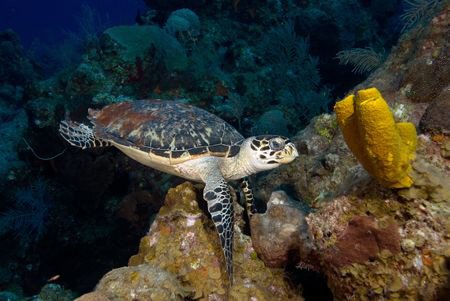 Turtle at lunch by Andy Lerner 