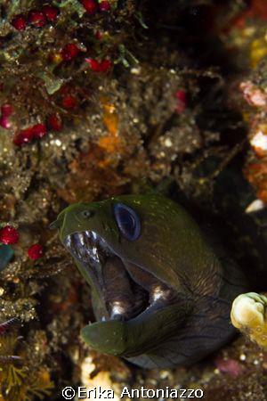 Careful or I'll bite you. This moray jumped out of this w... by Erika Antoniazzo 