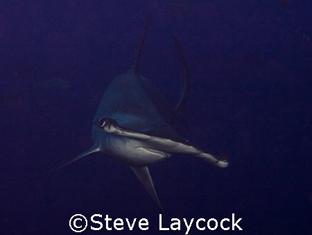 Hammerhead shark, Darwin , Galapagos -  set camera, find ... by Steve Laycock 